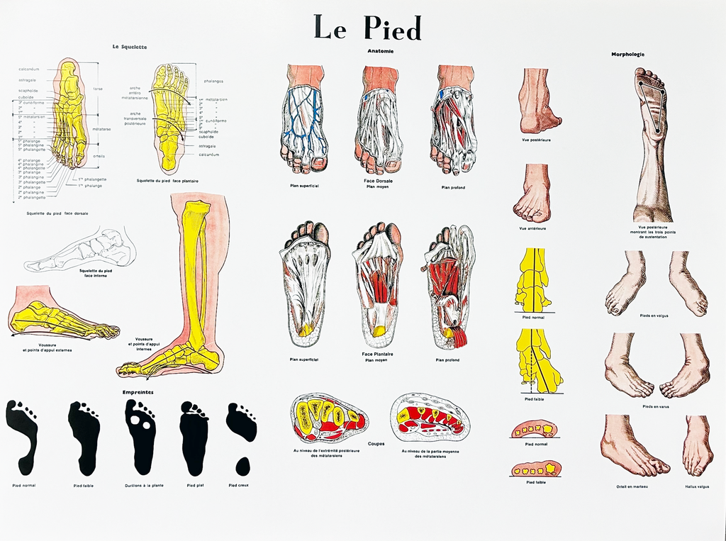 [0143] Anatomical foot board (25 in x 19,5 in)