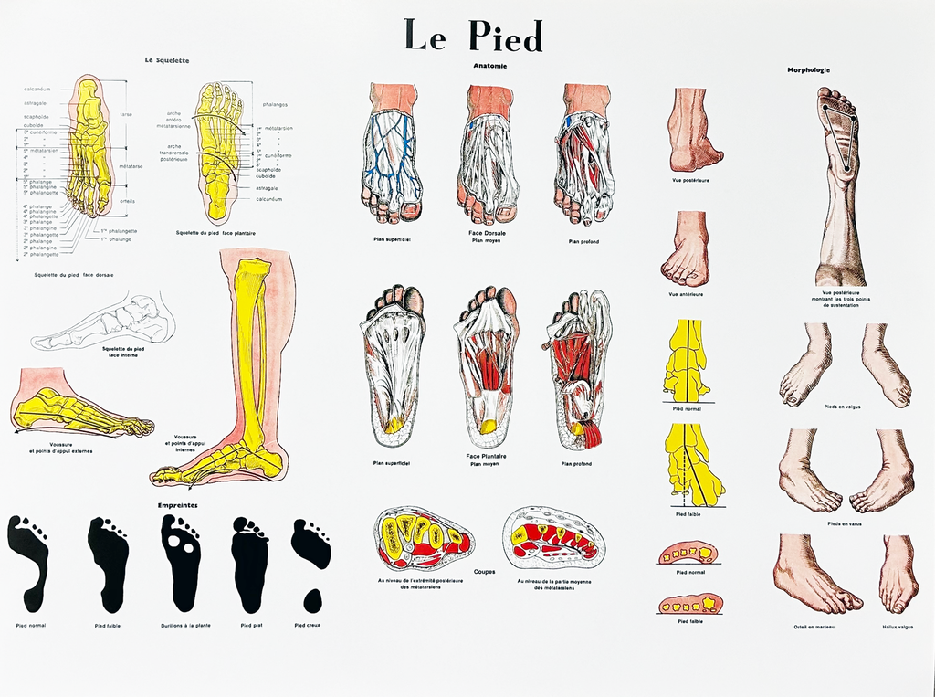[0143] Planche anatomique murale du pied
