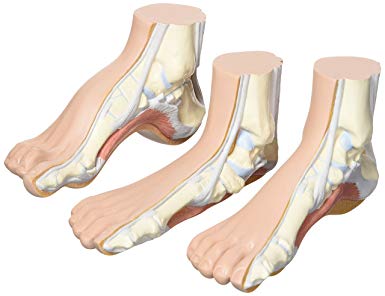 [01072] NAMROL® Feet: Normal-Hollow-Flat - (3)